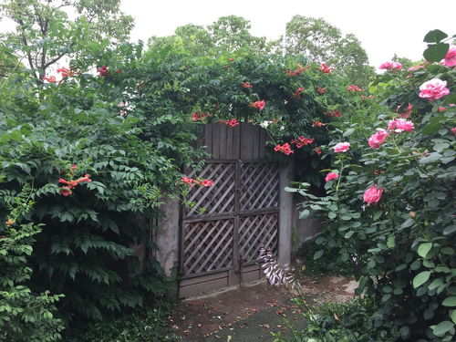 小花門花藝工程 融合藝術(shù)與自然的空間裝飾美學(xué)