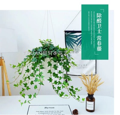 佛山禪城植物擺租與花藝工程的雙重樂(lè)章 打造會(huì)呼吸的商務(wù)空間